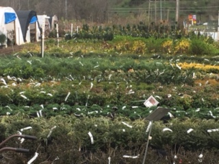 Garden Center