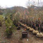 Plants