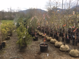 Plants