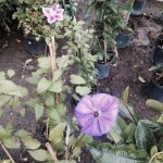 Garden Supply
