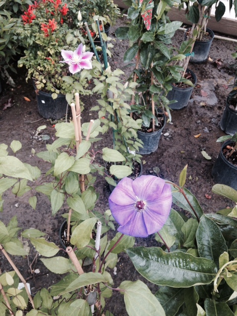 Garden Supply